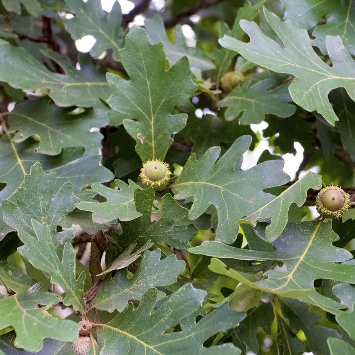 Quercus macrocarpa
