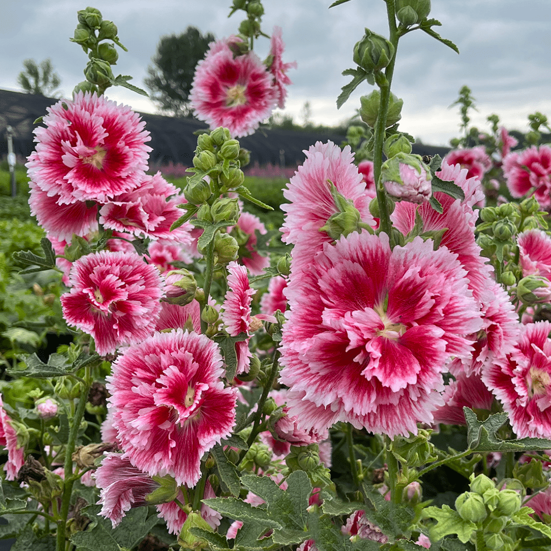 Alcea Rosea 'Fiesta Time'