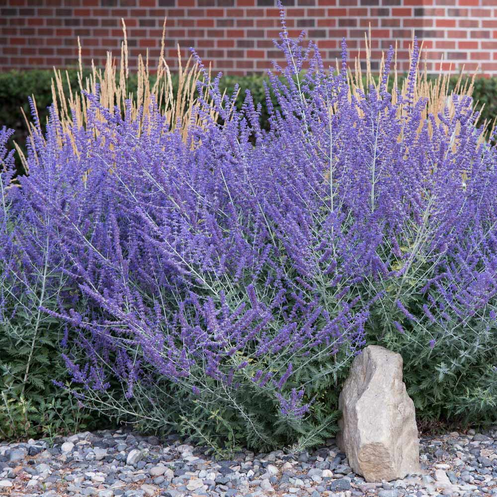 Perovskia atriplicifolia 'Crazy Blue'