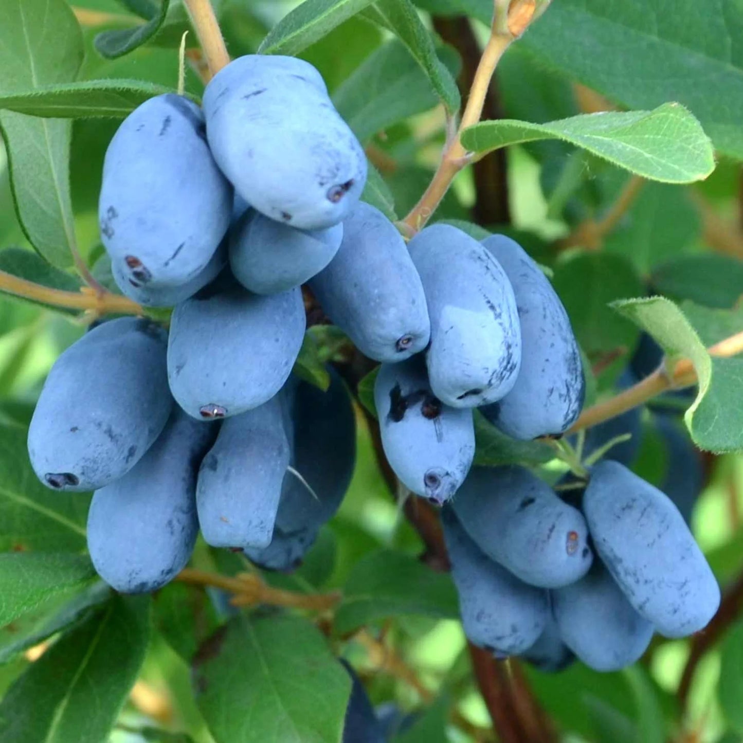 Lonicera caerulea 'Boreal Beast' (biologique)