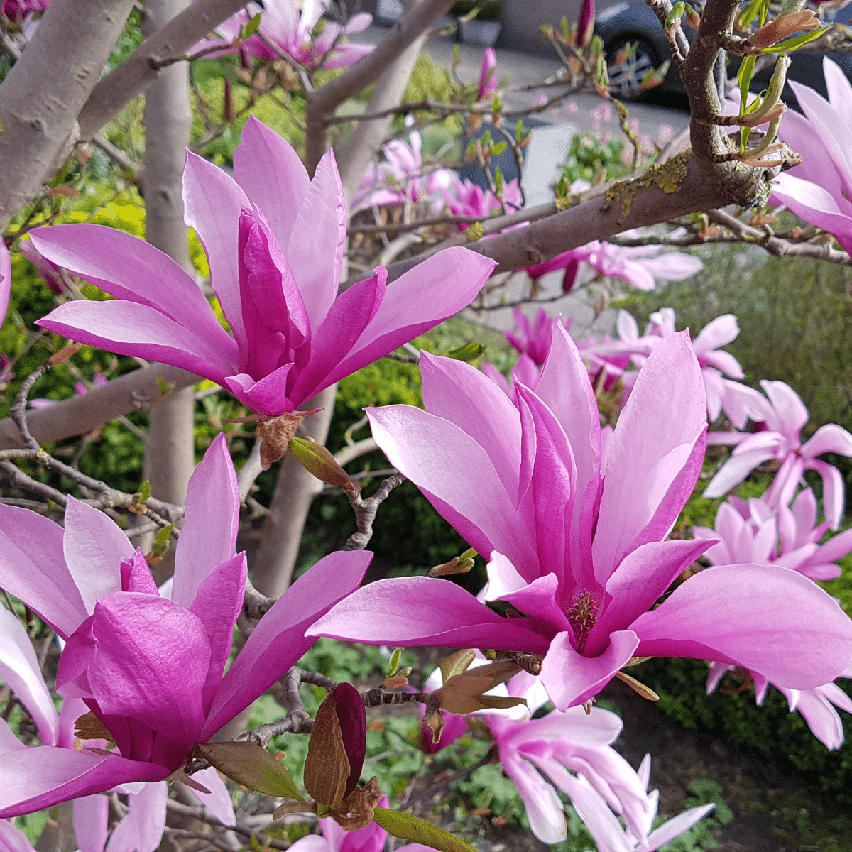 Magnolia 'Susan'