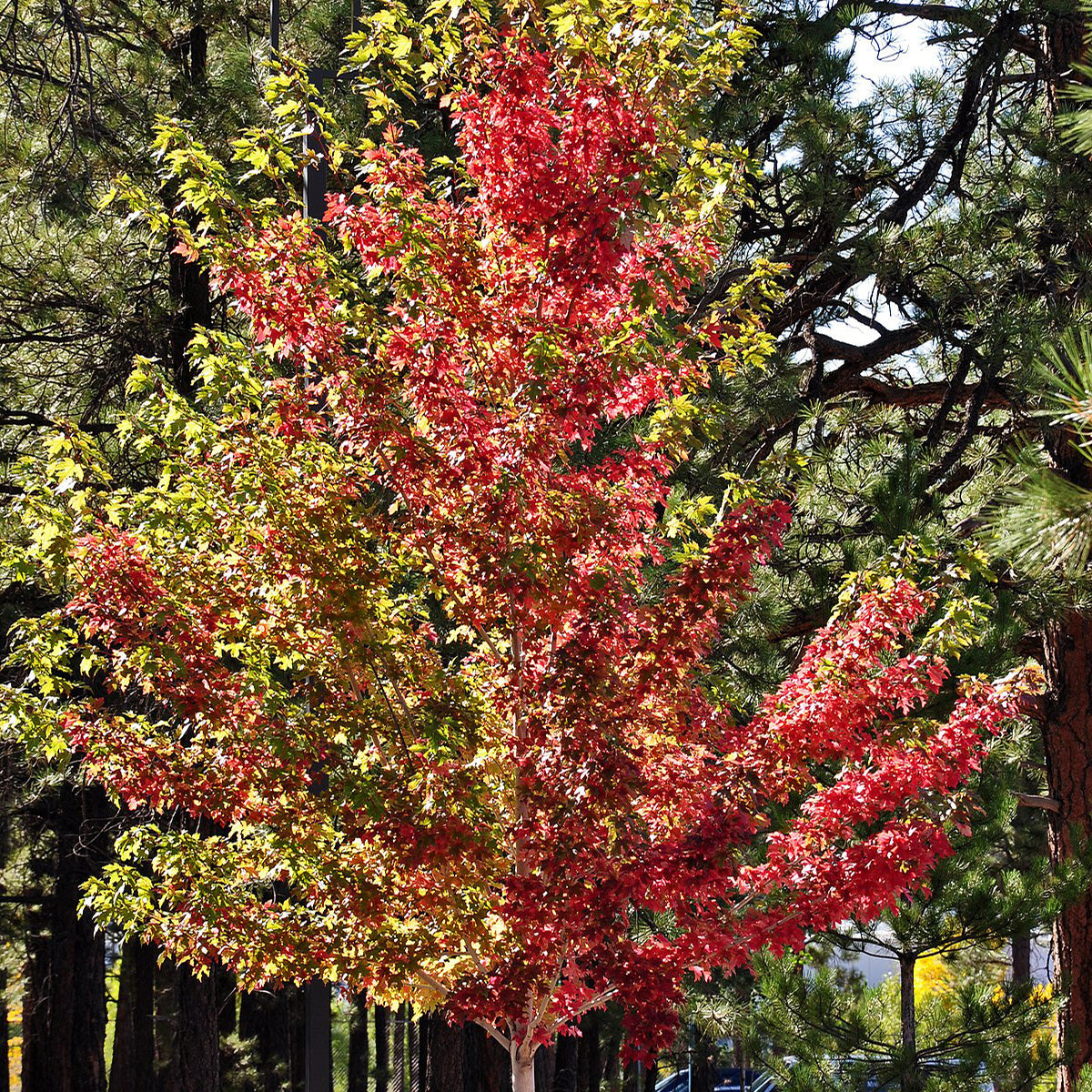 Acer freemanii 'Marmo'
