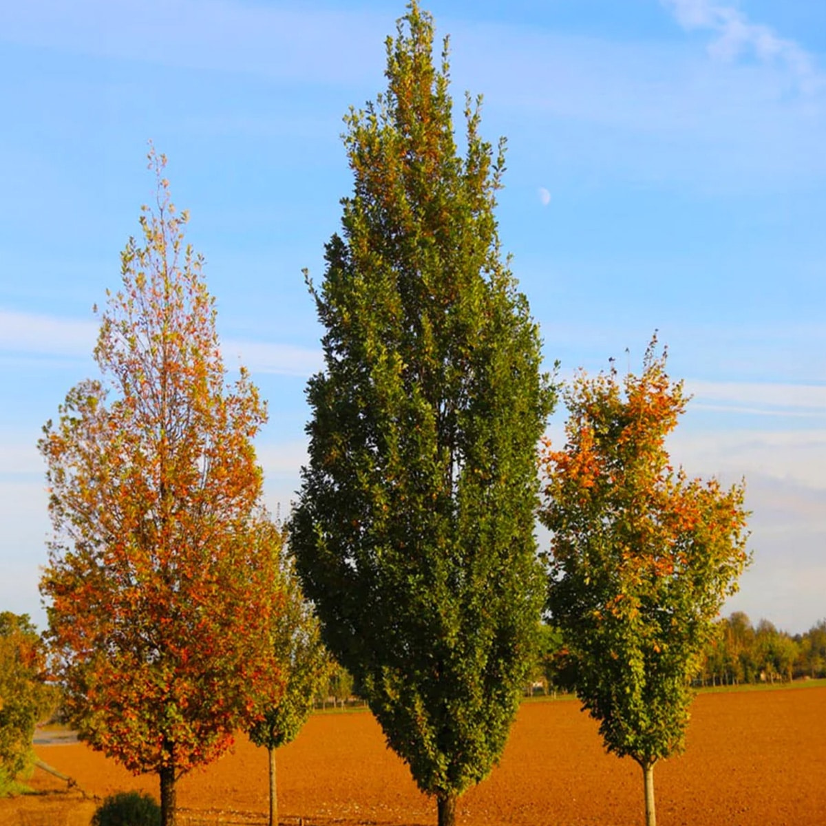 Quercus robur alba 'Skinny Genes'