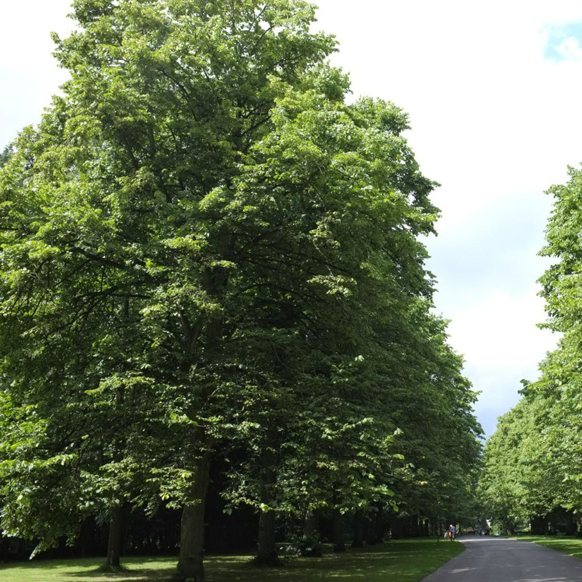 Tilia americana