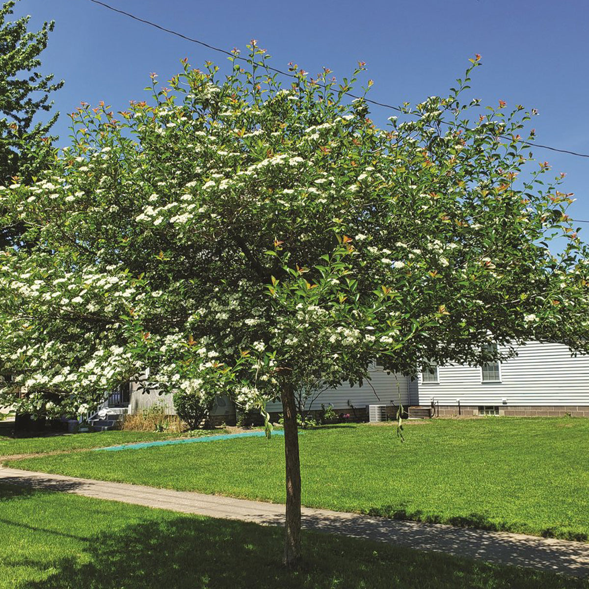 Crataegus crus-galli 'Inermis'
