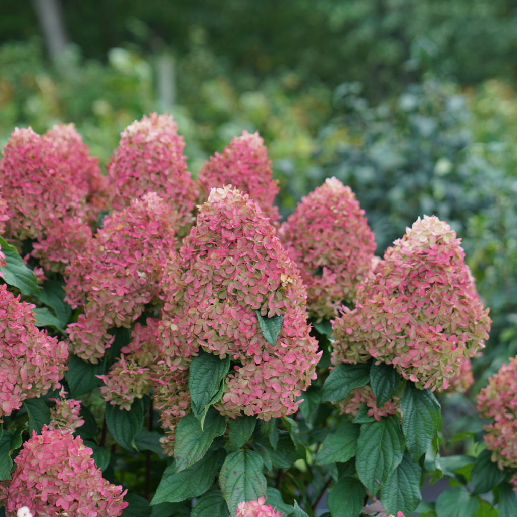 Hydrangea paniculata 'Quick Fire'