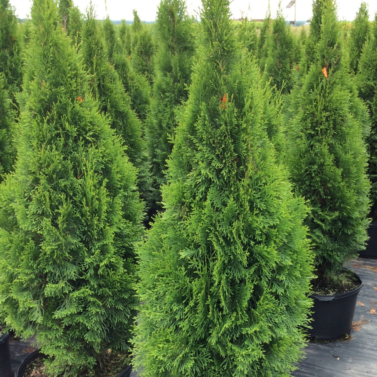 Thuya occidentalis 'Smaragd' (Emerald)