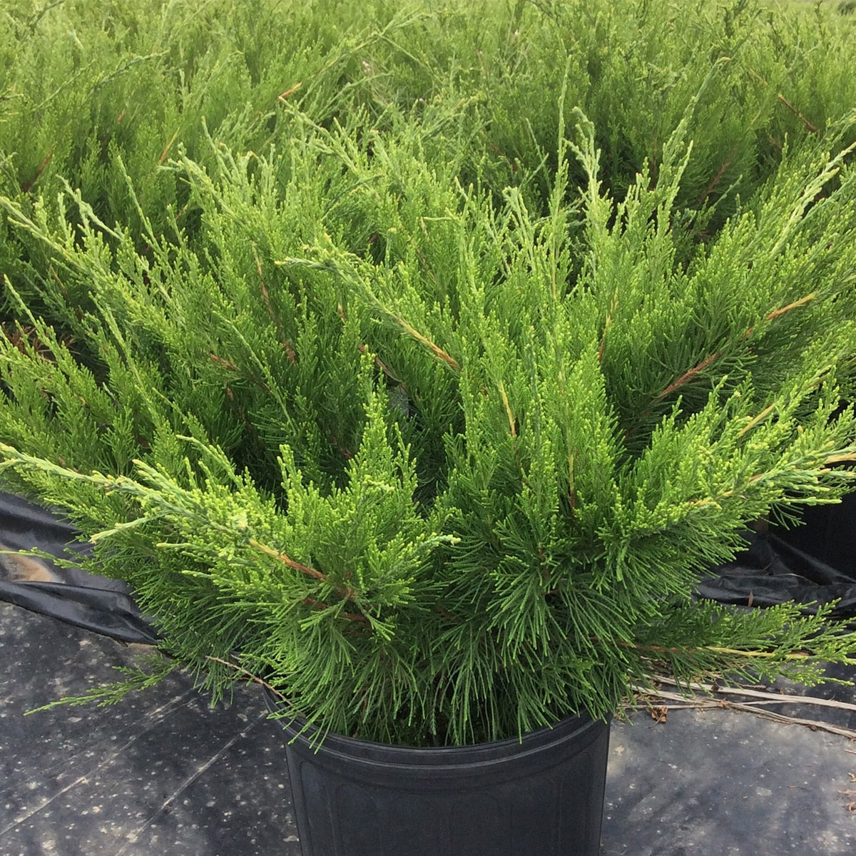Juniperus chinensis 'Mint Julep'