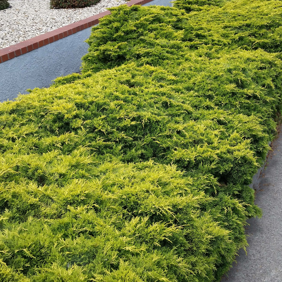 Juniperus chinensis 'Old Gold'
