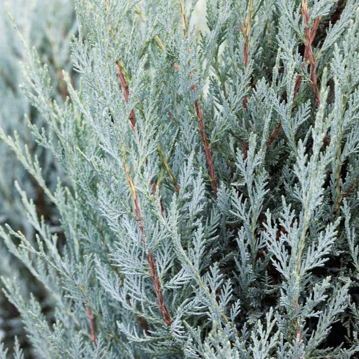 Juniperus scopulorum 'Moonglow'
