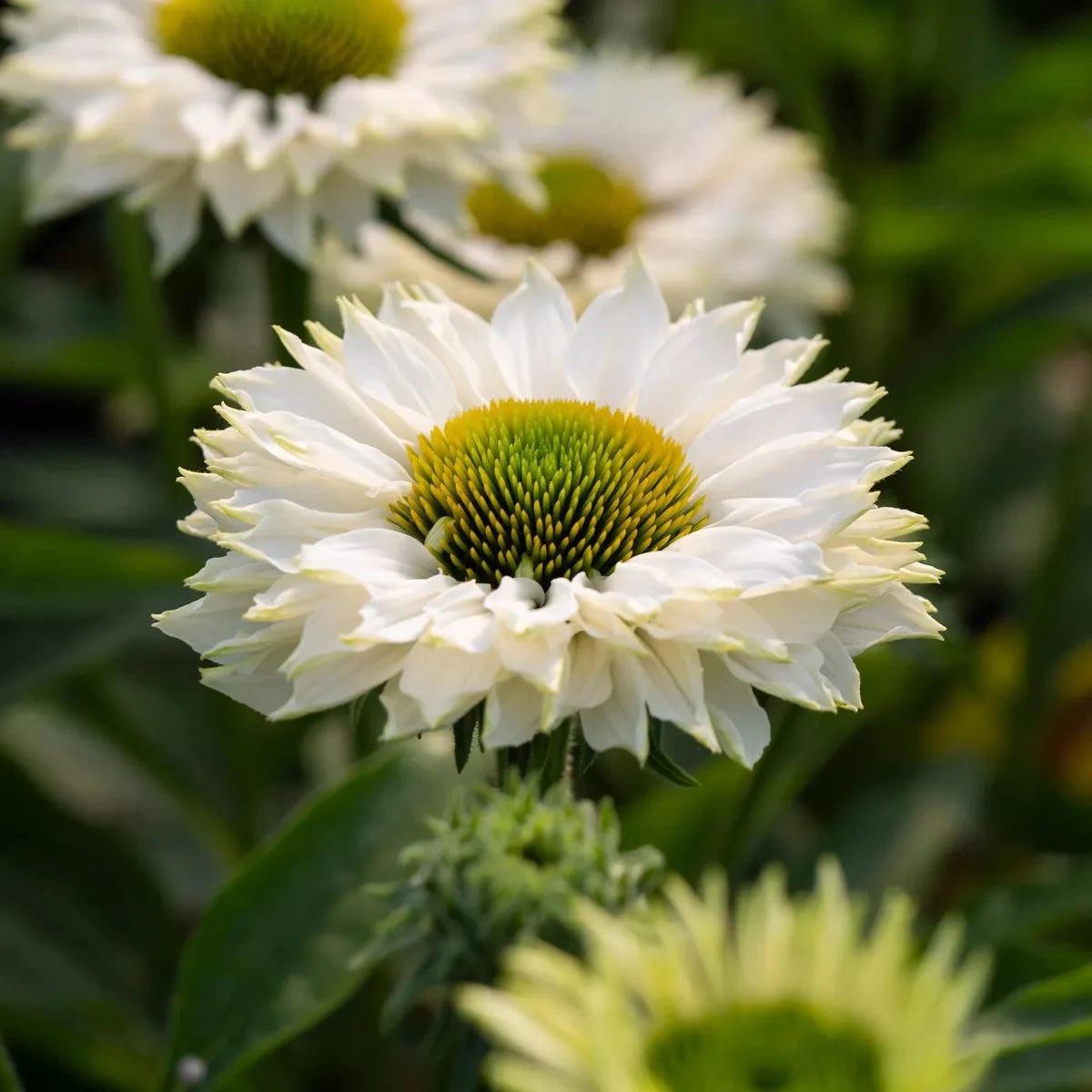 Echinacea 'Sunseekers White Perfection'