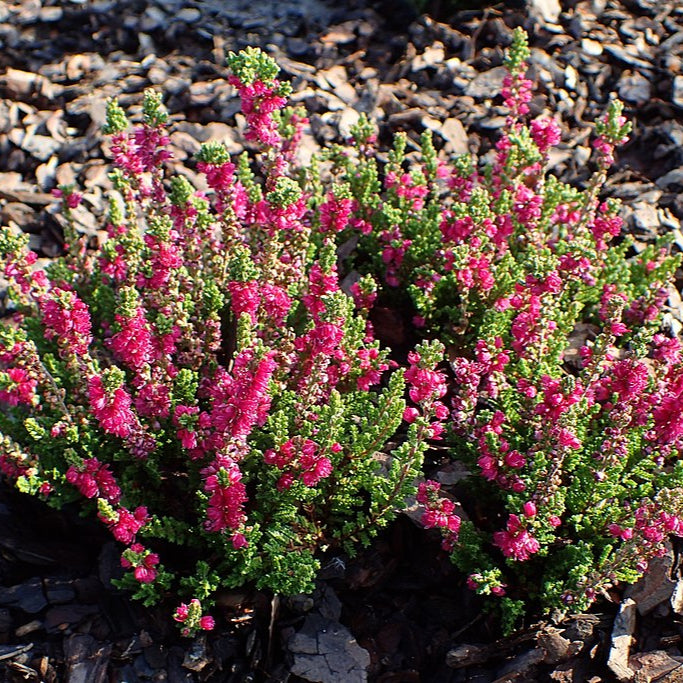 Calluna vulgaris 'Dark Beauty'