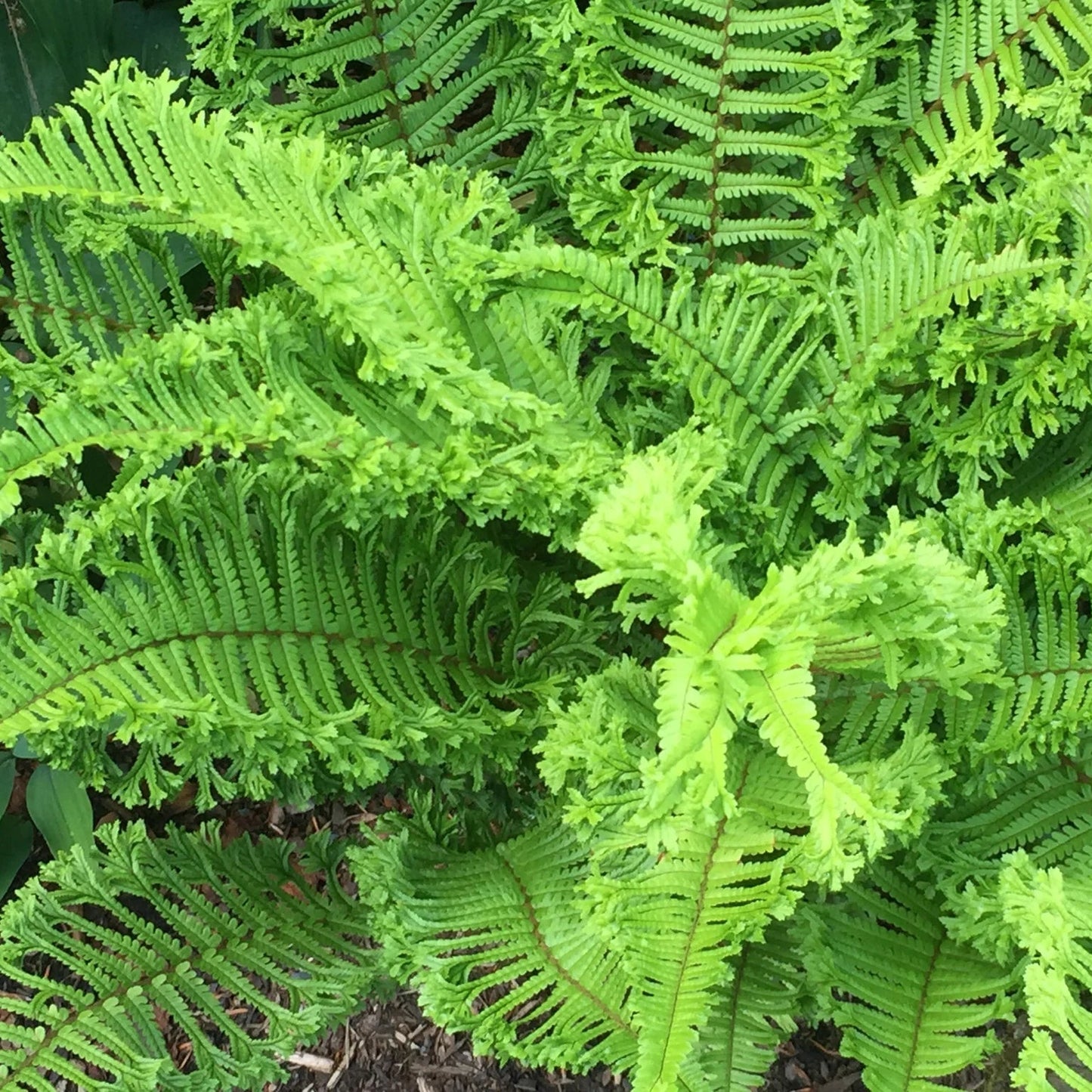Dryopteris affinis 'Cristata The King'