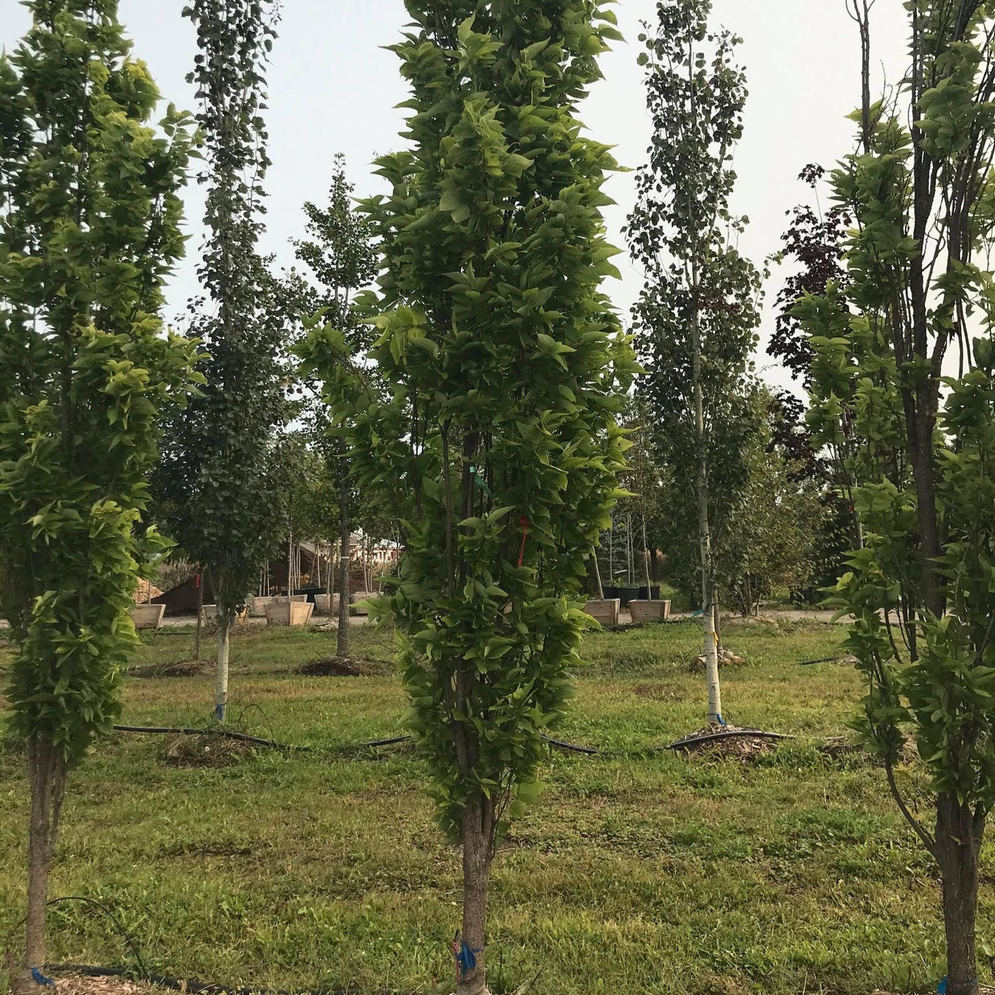 Celtis occidentalis 'Prairie sentinel'