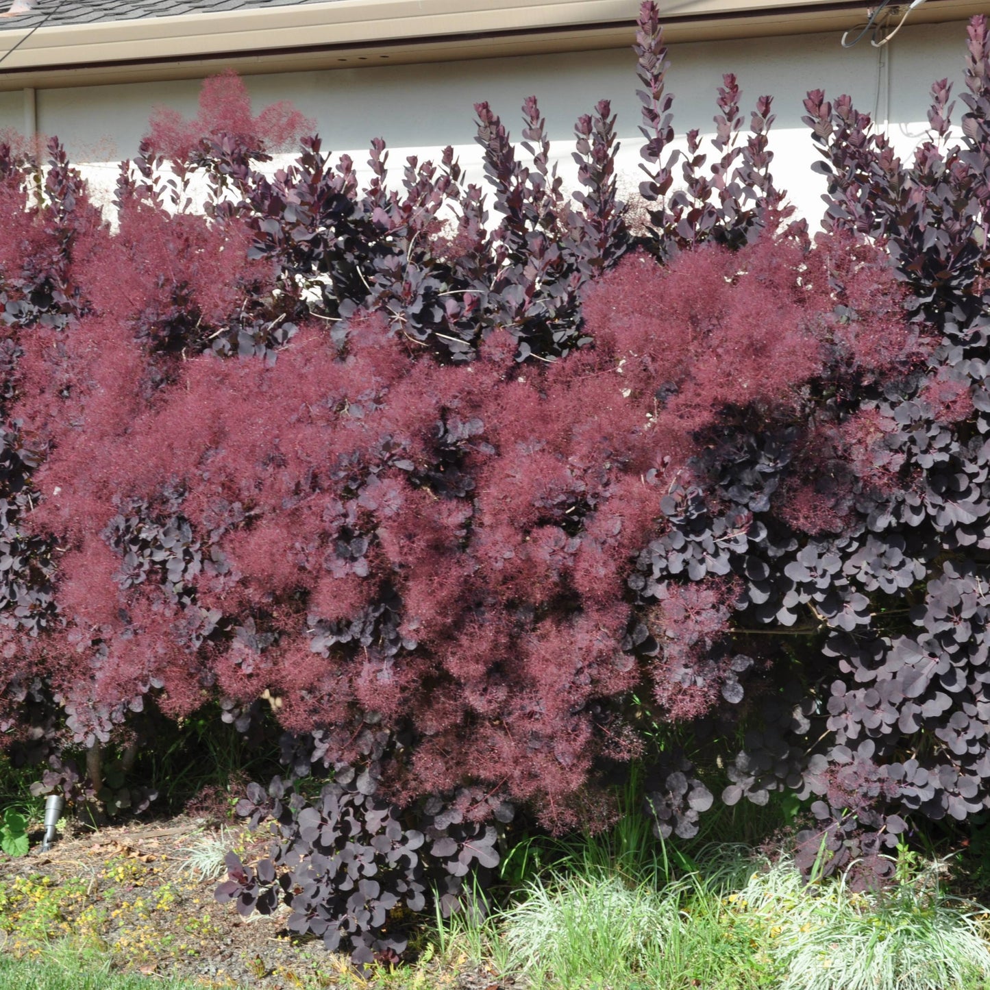Cotinus coggygria 'Royal Purple'