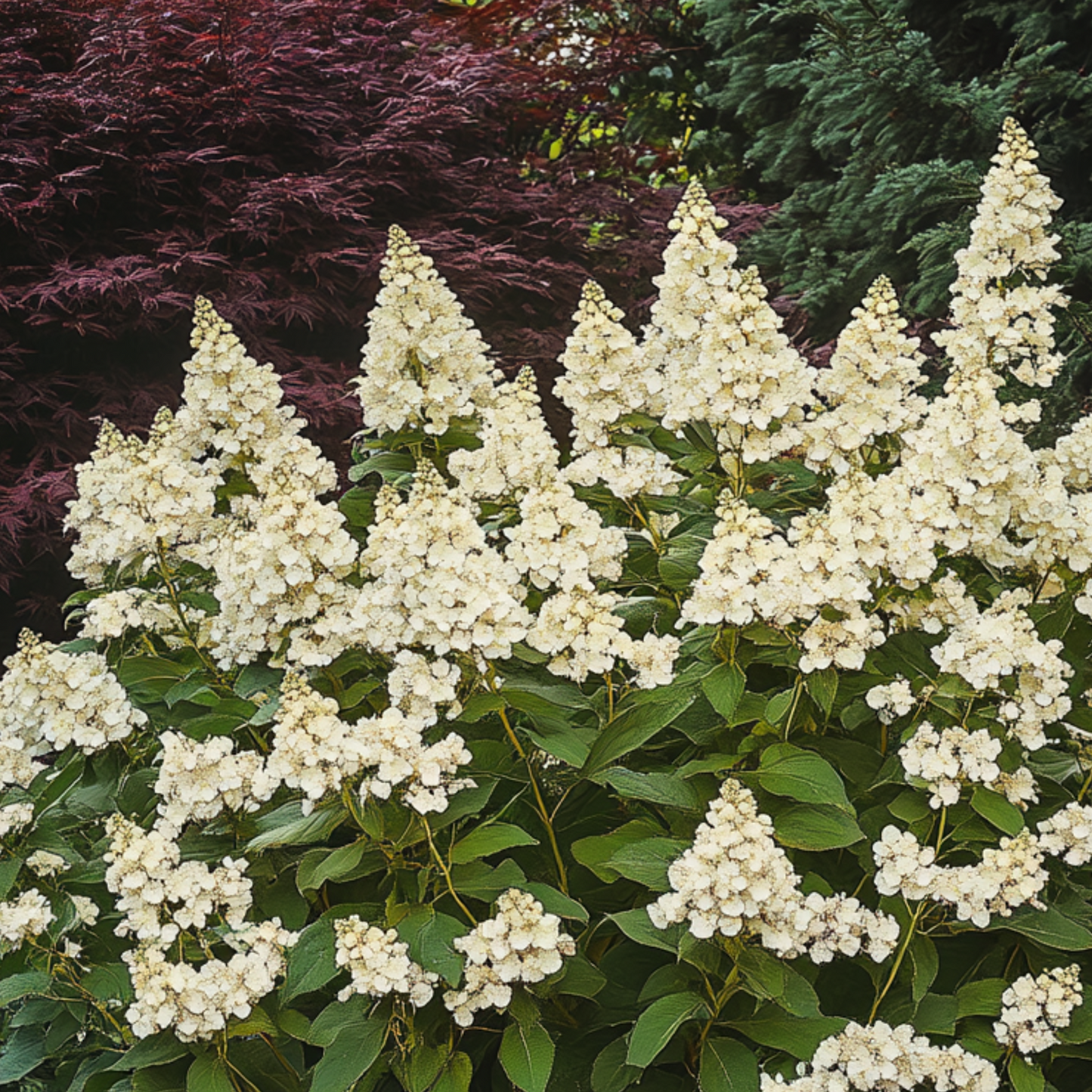 Hydrangea paniculata 'Candlelight' (sur tige)