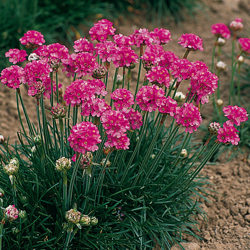 Armeria maritima 'Splendens'