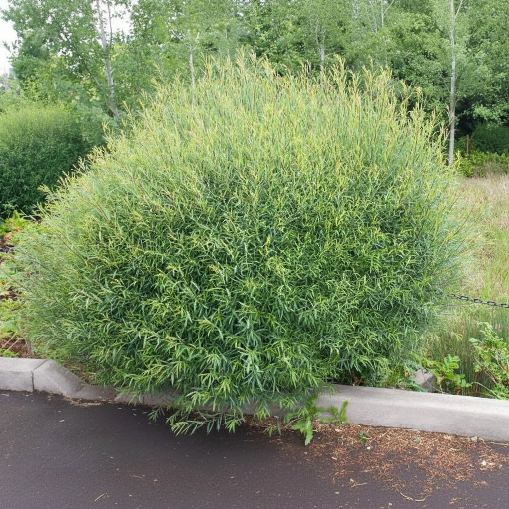Salix purpurea 'Gracilis'