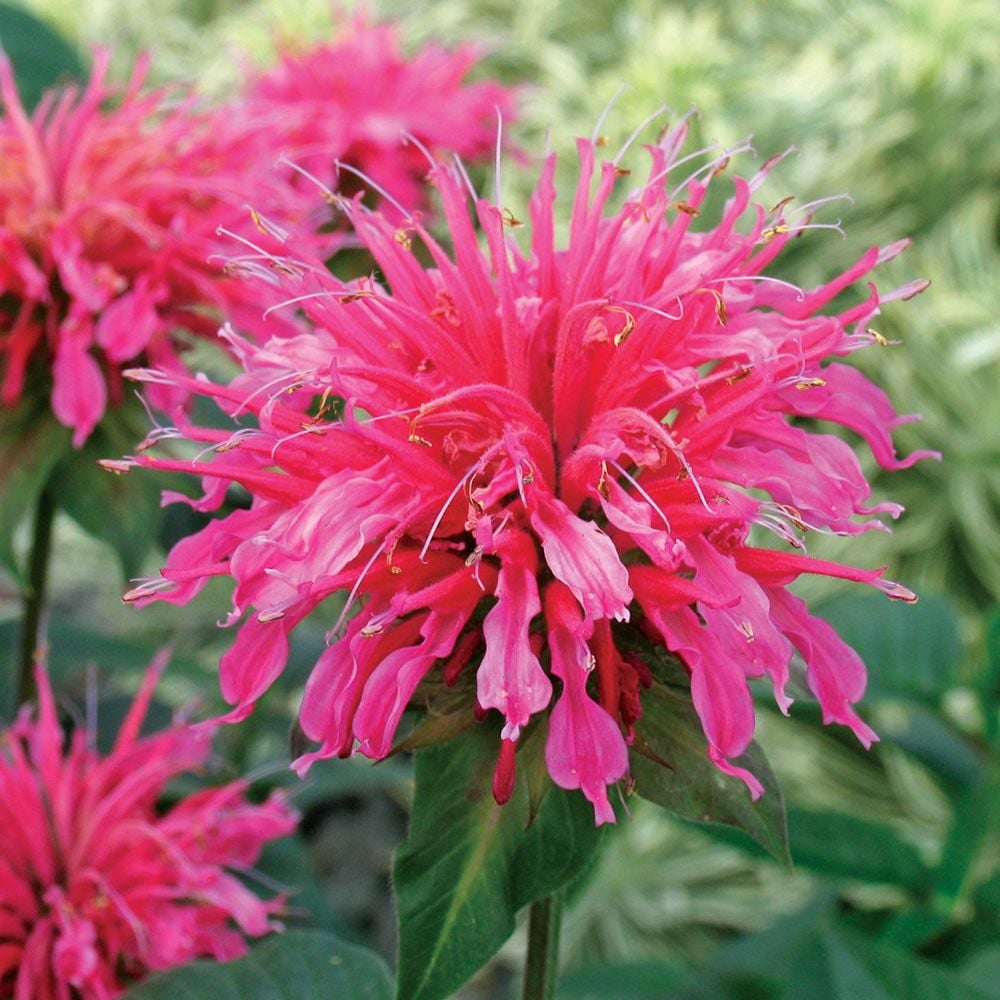 Monarda 'Coral Reef'