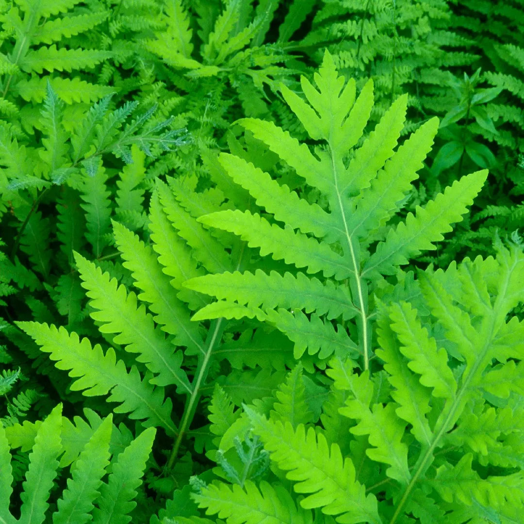Onoclea sensibilis