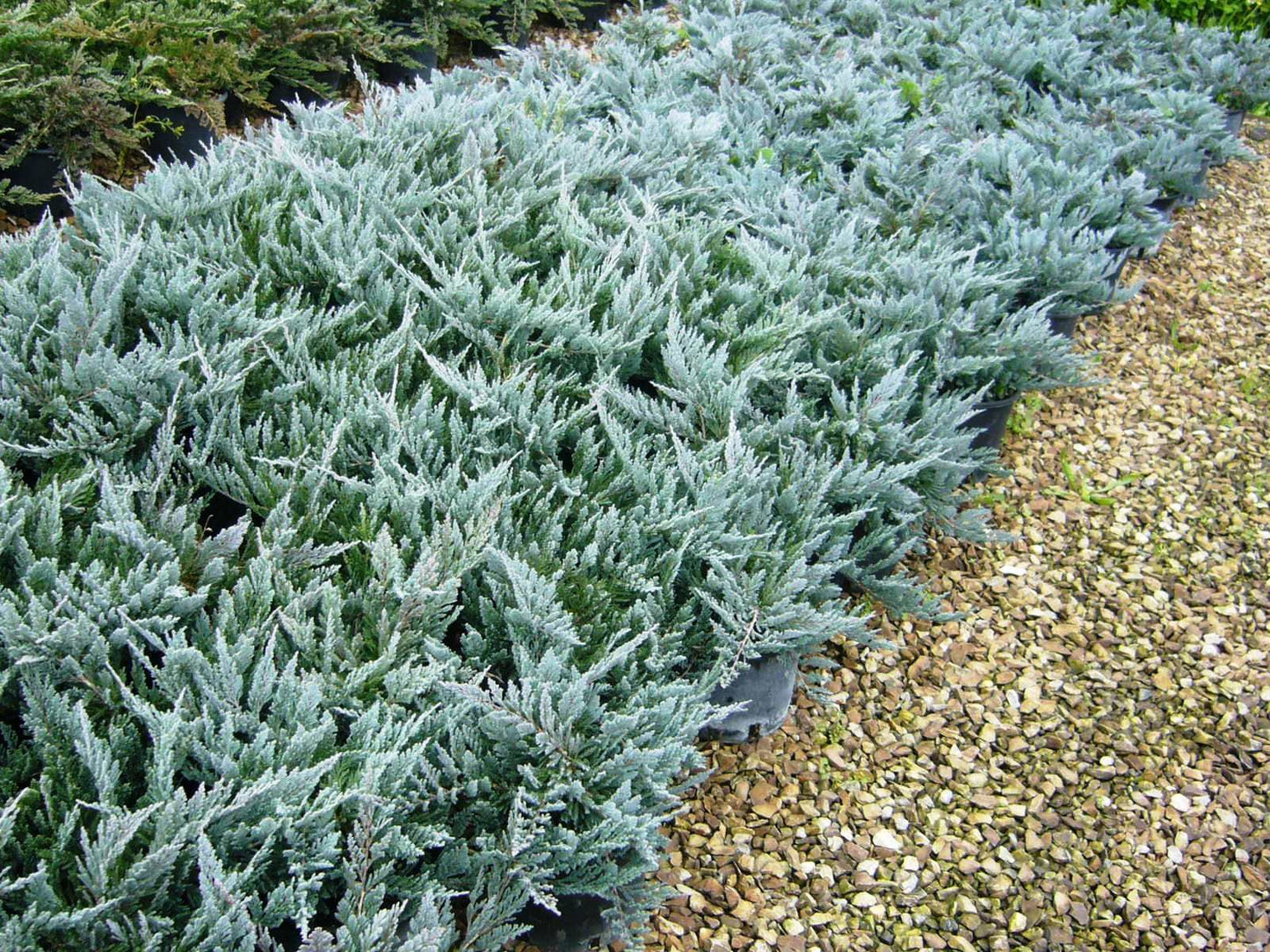 Juniperus horizontalis 'Blue Chip'