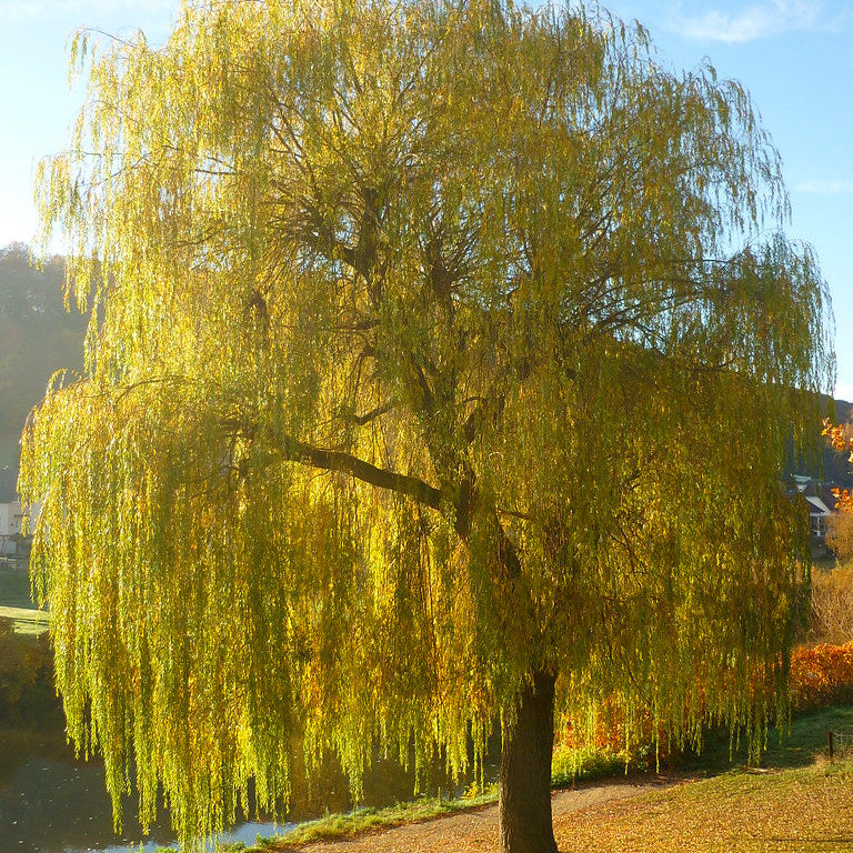 Salix alba tristis - Saule pleureur