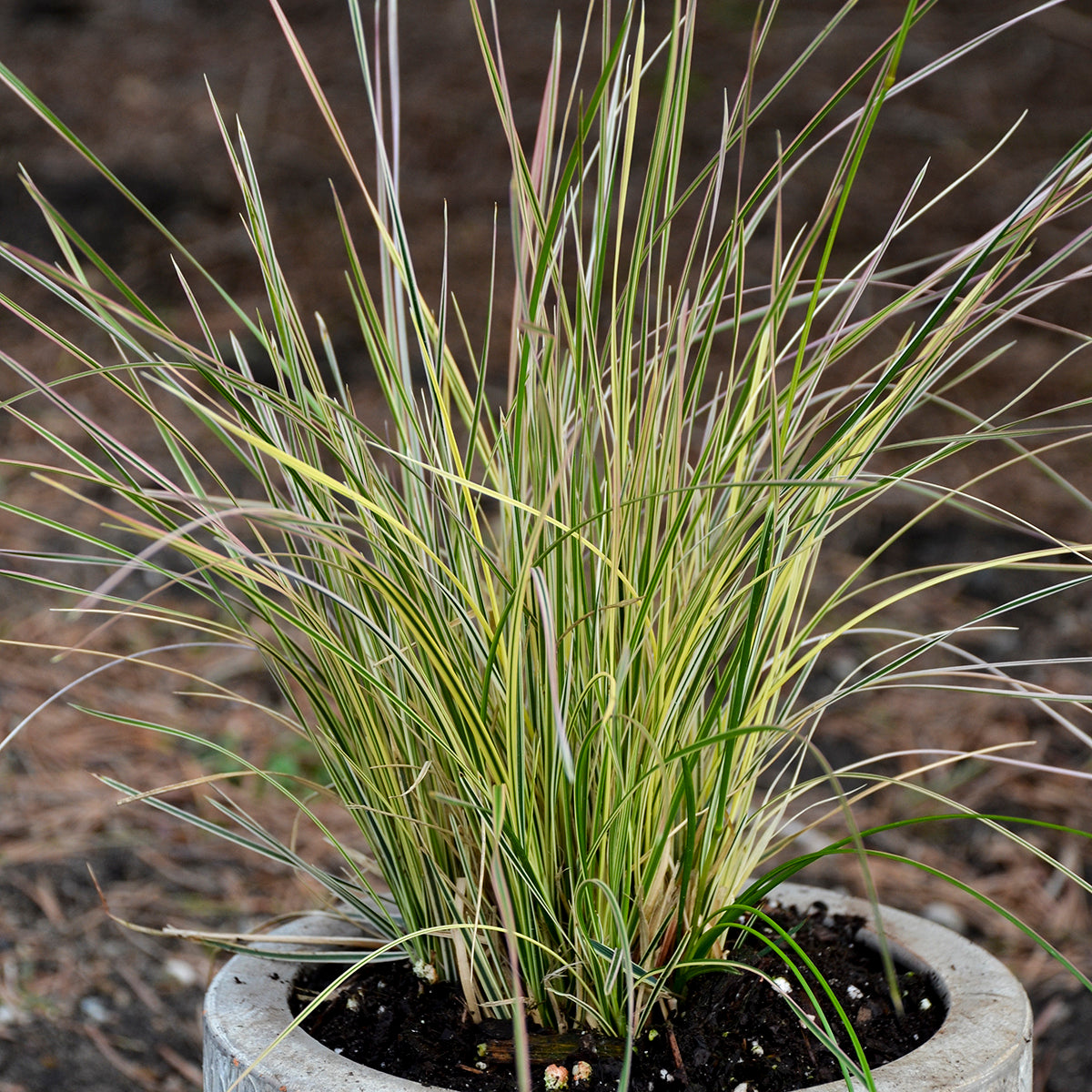 Deschampsia cespitosa 'Northern Lights'
