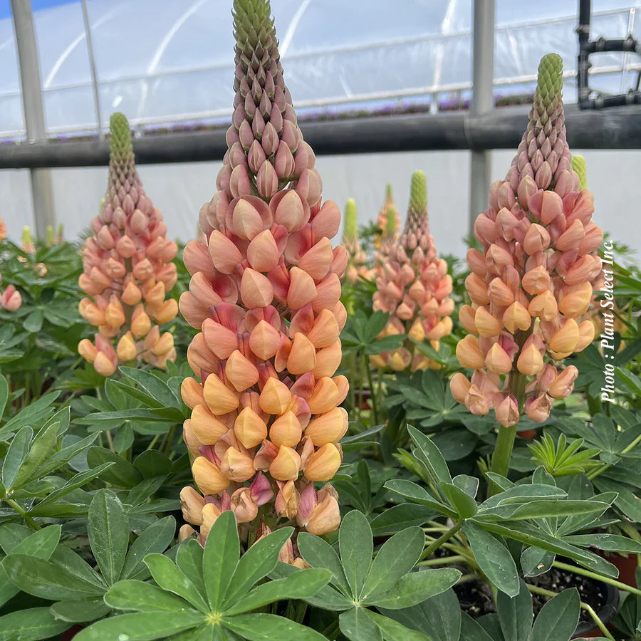 Lupinus 'Salmon Star' (Westcountry)