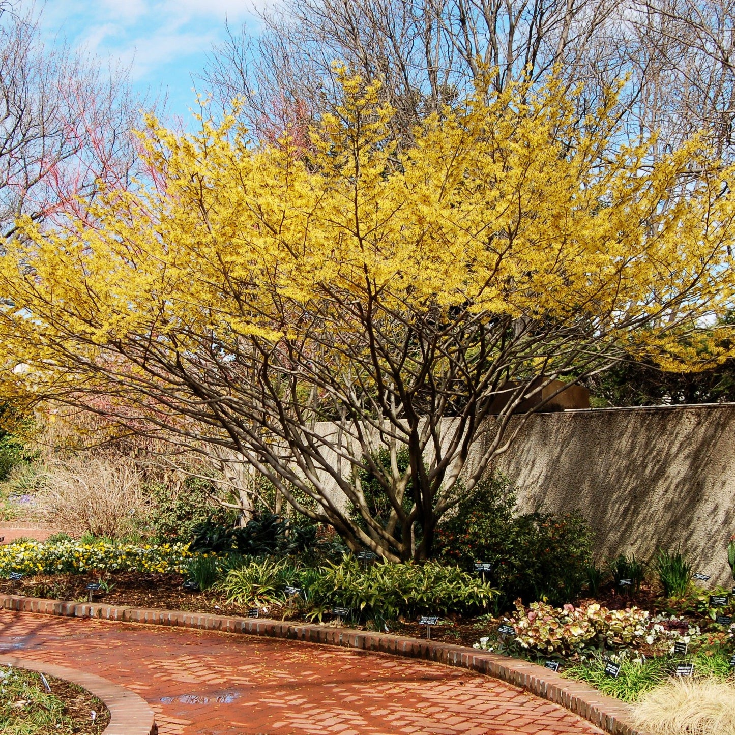 Hamamelis virginiana