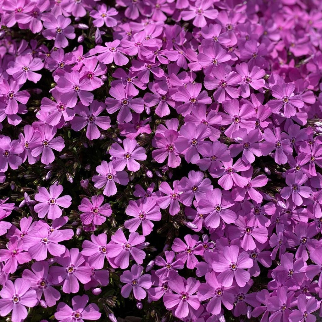 Phlox subulata 'Emerald Pink'