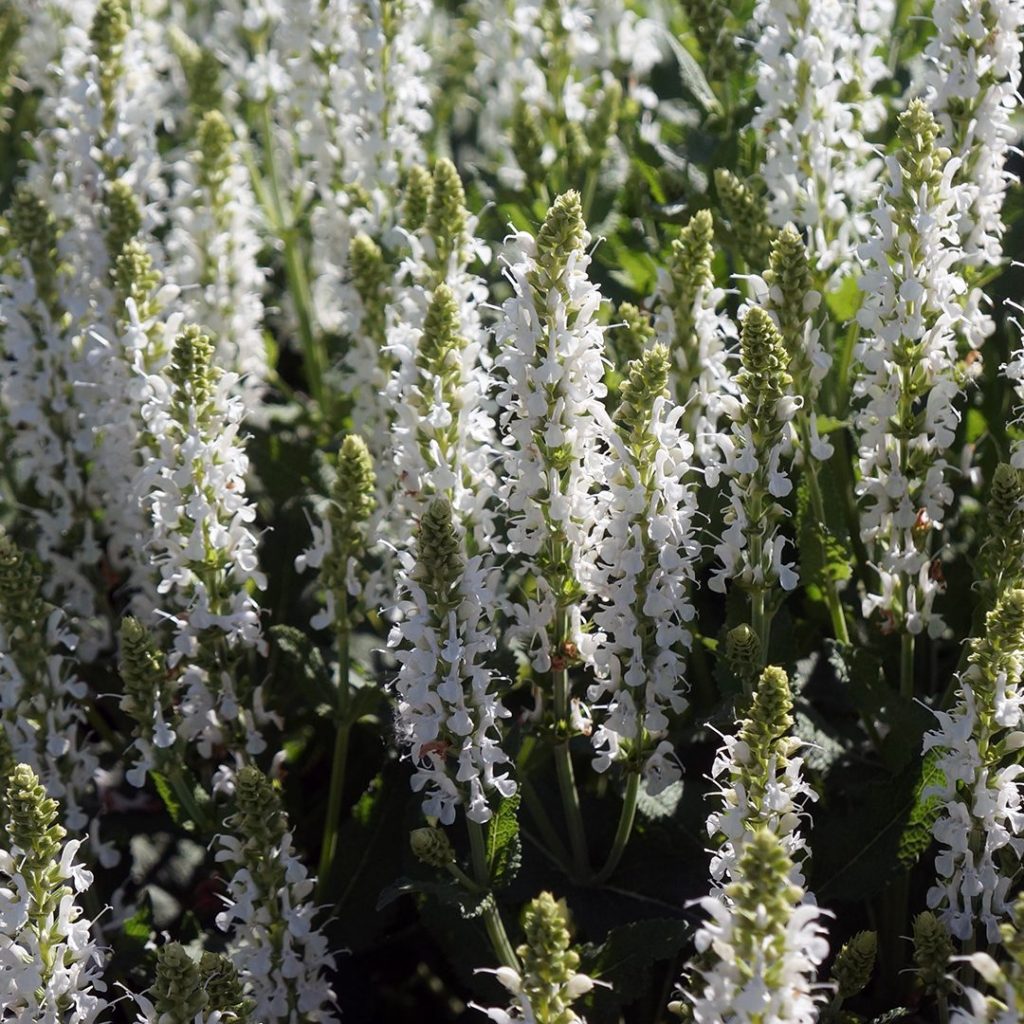 Salvia nemorosa 'Snowhill'