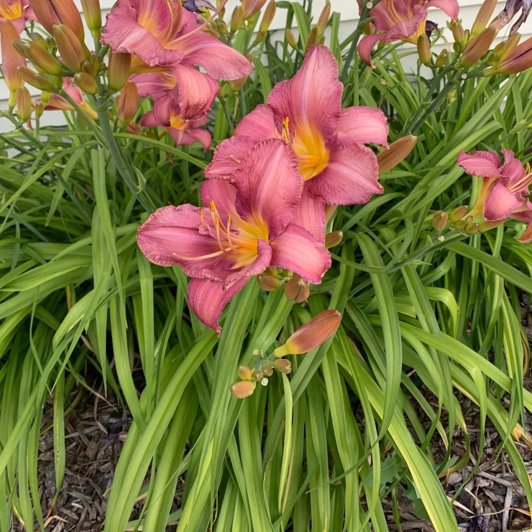 Hemerocallis 'Gordon Biggs'