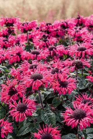 Monarda 'Bee Happy' (bee you)