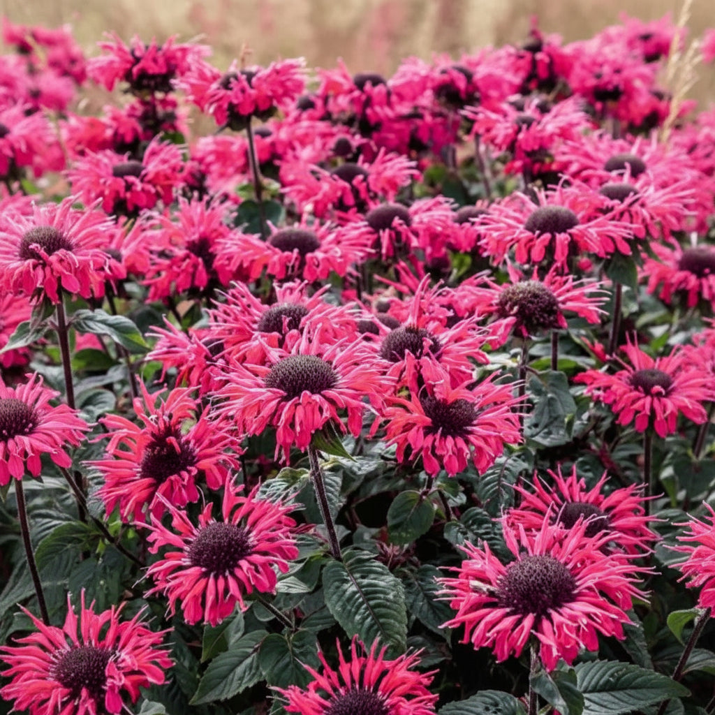 Monarda 'Bee Happy' (bee you)
