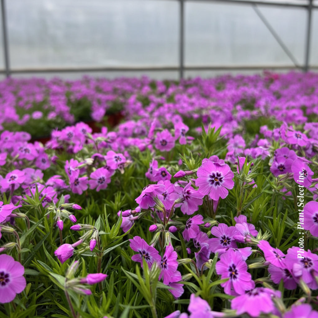 Phlox subulata 'Spring Late Pink'