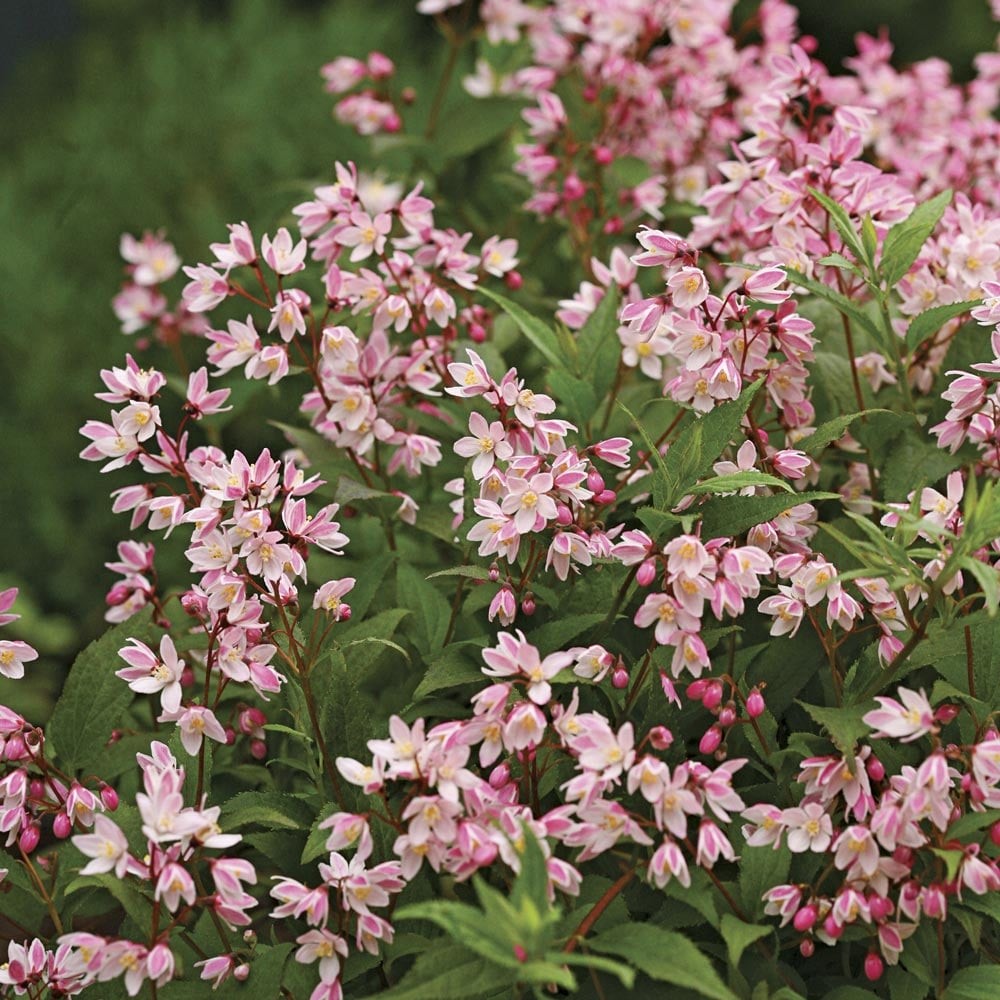 Deutzia x 'Yuki Cherry Blossom' P.W.