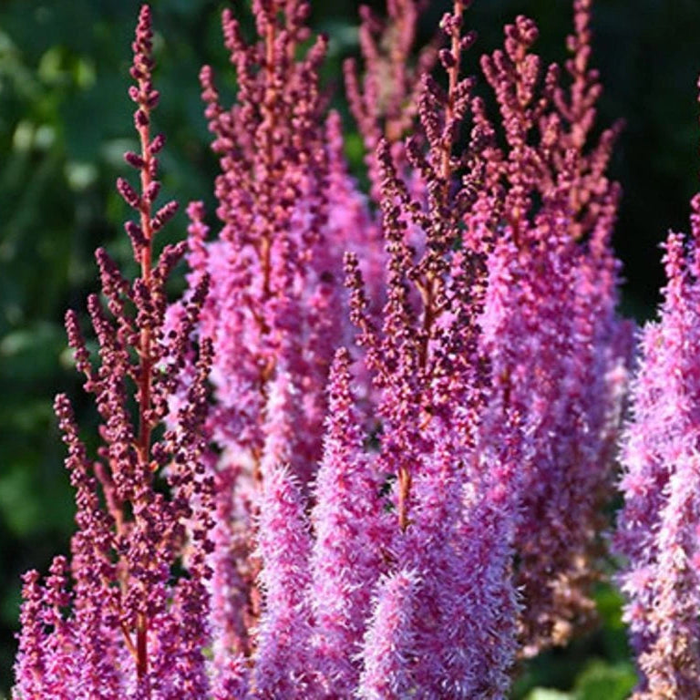 Astilbe chinensis 'Superba' (taquetii)