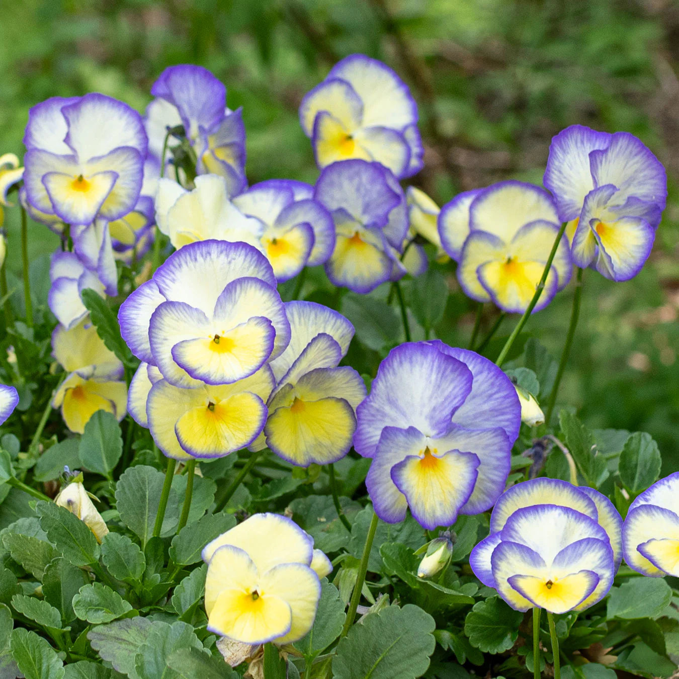 Viola 'Etain'