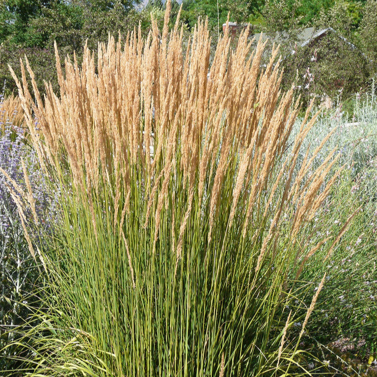 Calamagrostis acutiflora (x) 'Avalanche'