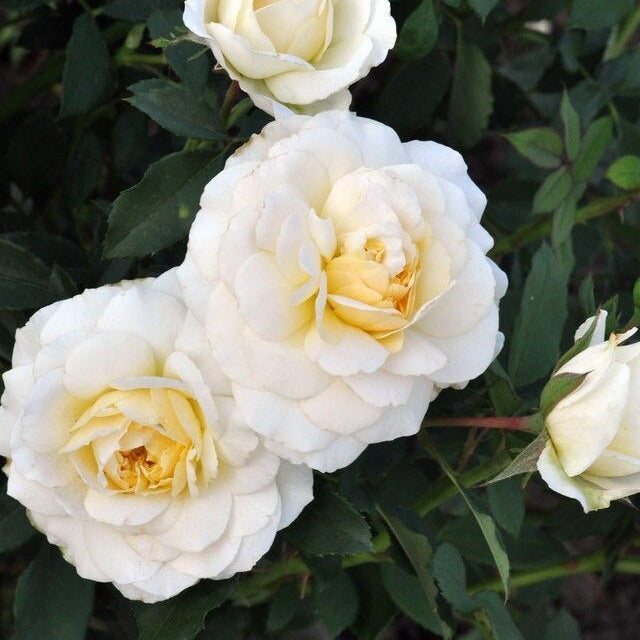 Rosier Reminiscent Crema P.W.