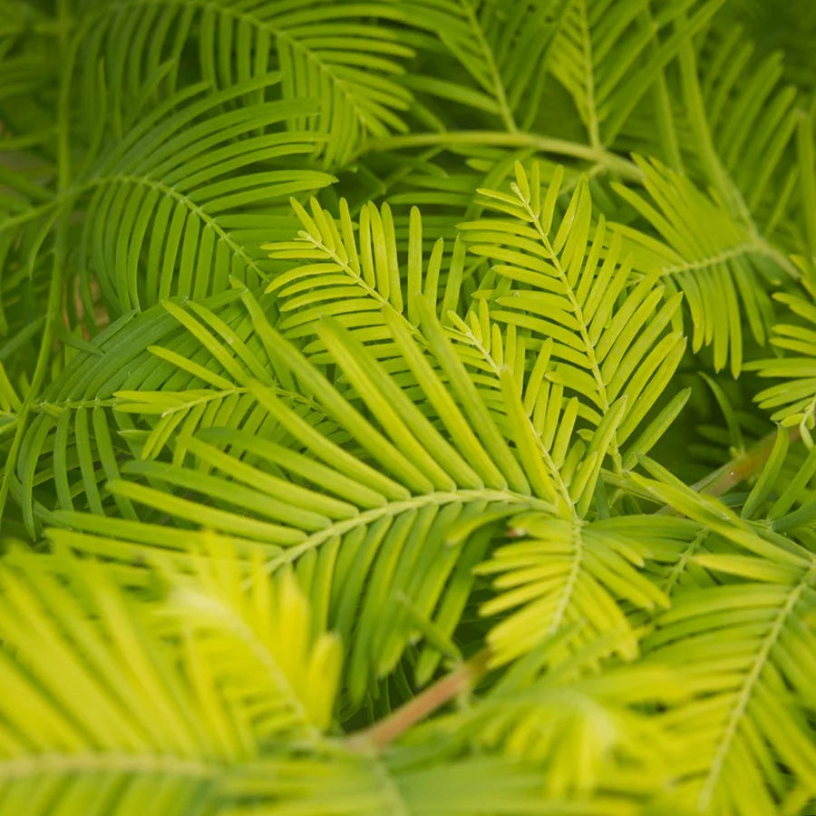 Metasequoia glyptostroboides 'Amber Glow'