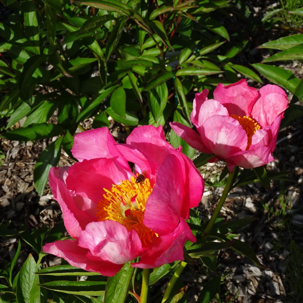Paeonia 'Patio Oslo'