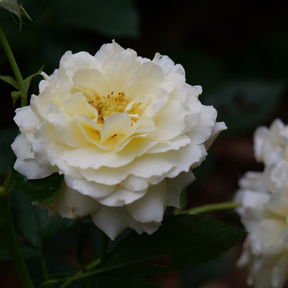 Rosier Reminiscent Crema P.W.