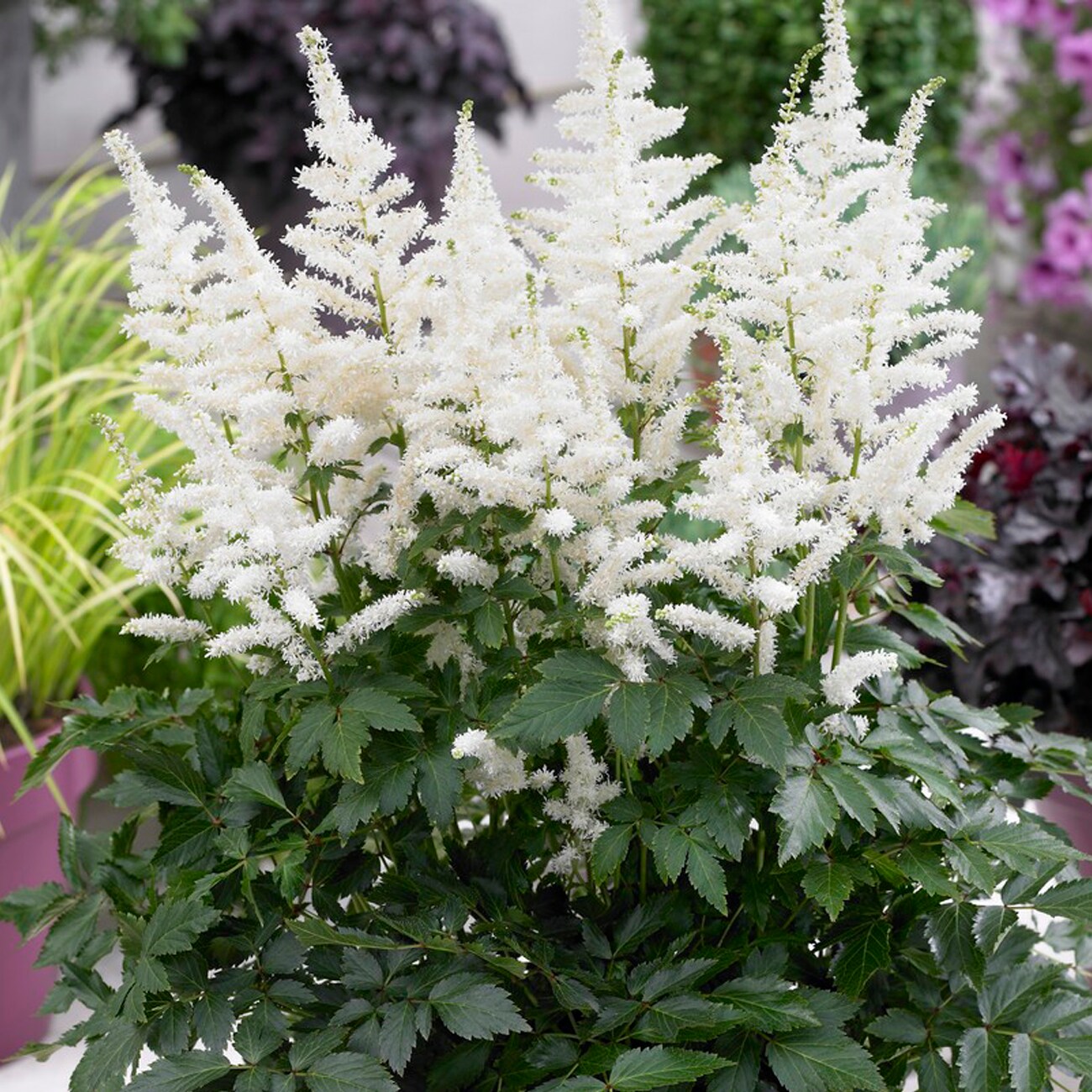 Astilbe 'Bridal Veil'
