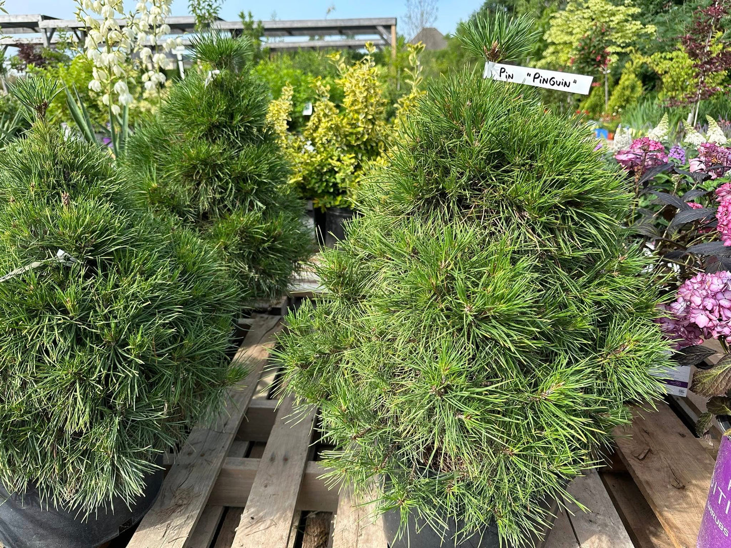 Pinus sylvestris 'Green Penguin'