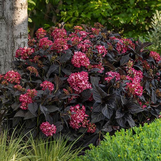 Hydrangea macrophylla 'Bailmacseven' Eclipse
