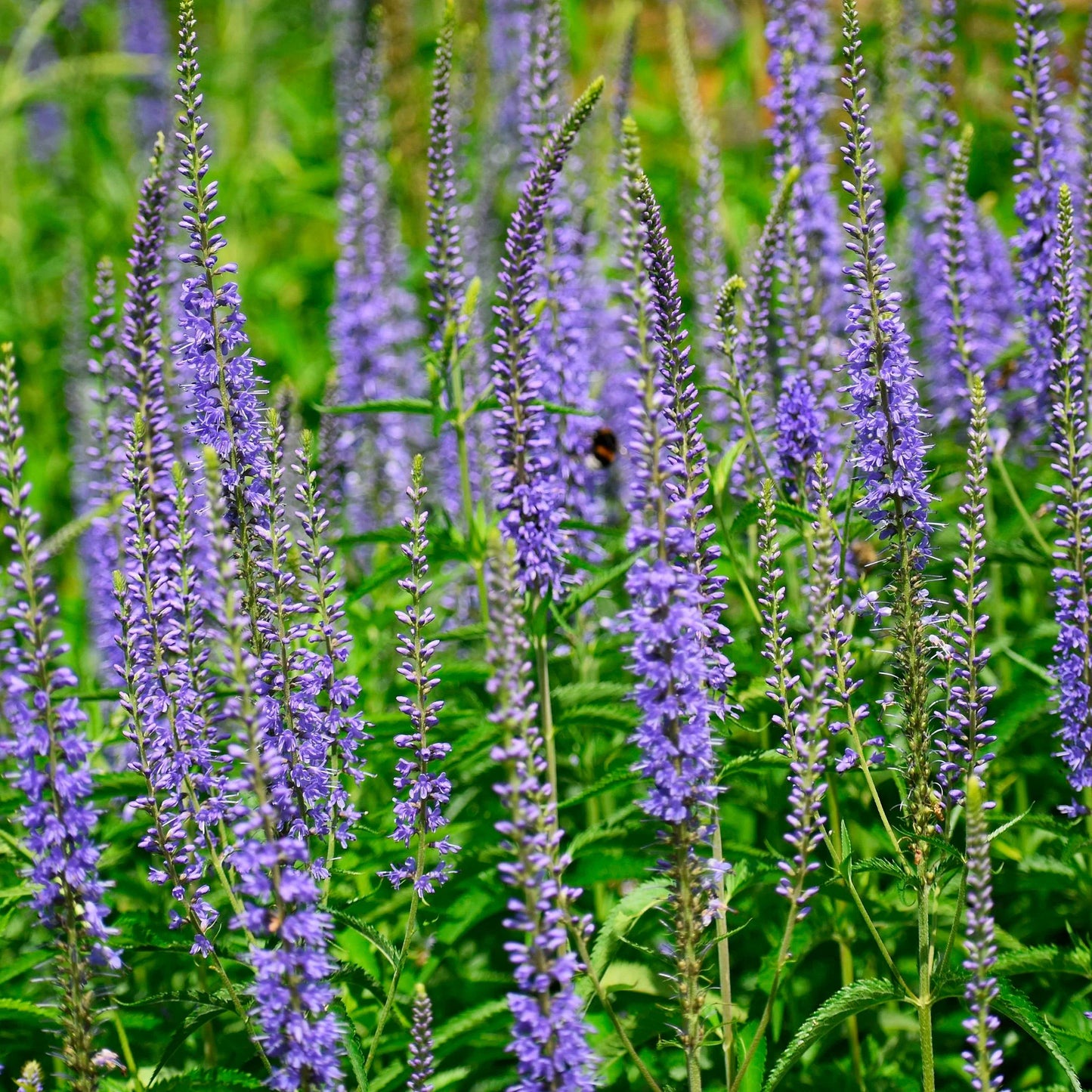 Veronica longifolia 'Blue Skywalker'