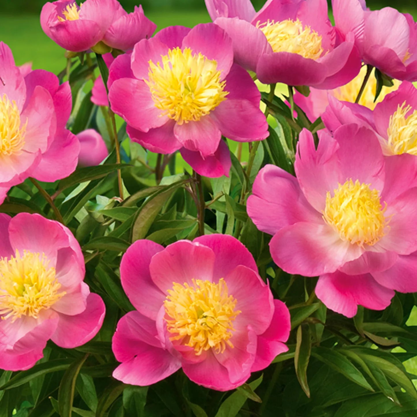paeonia 'Patio Kiev'