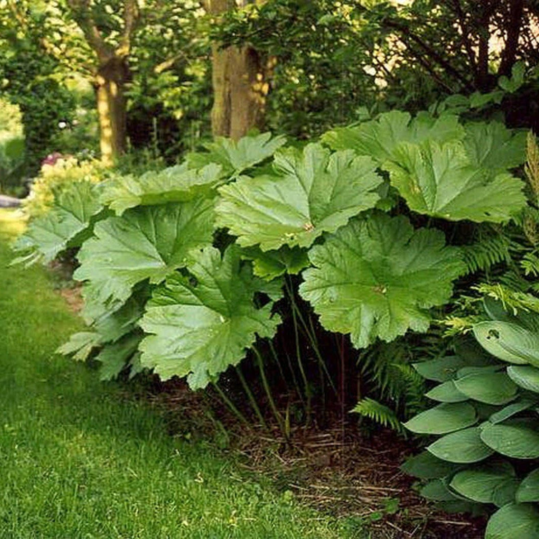 Darmera peltata (Peltiphyllum peltatum)