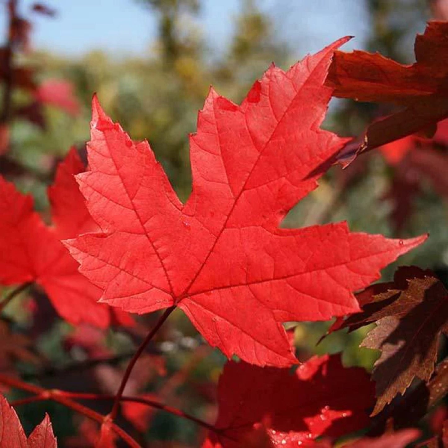 Acer freemani 'Autumn Blaze'